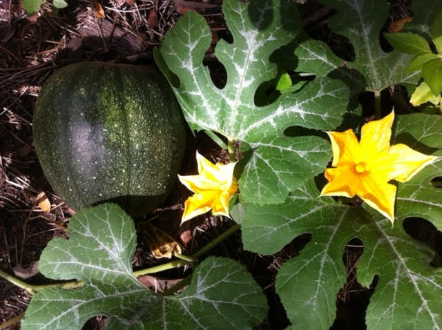 Melon